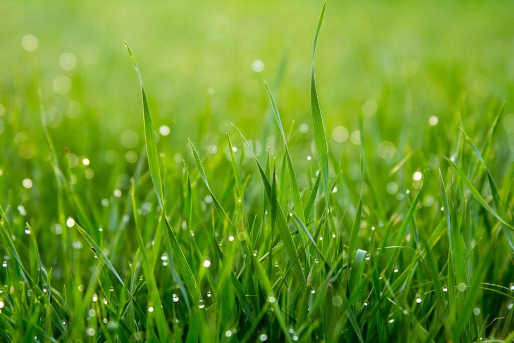 The Green Power of Cis-3-Hexenol: Nature’s Fresh-Leaf Note