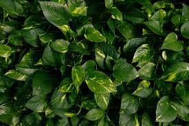 Verdox: A Gentle, Airy Green Note for Modern Perfumery